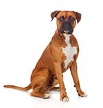 Dog Attack Injuries